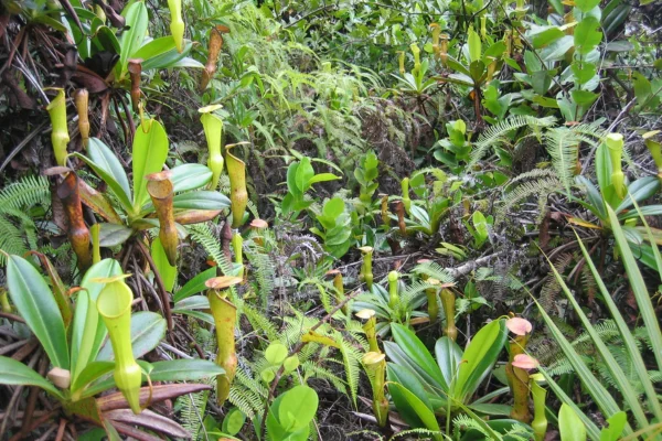 Implicações para a Biodiversidade nos Sistemas Domésticos