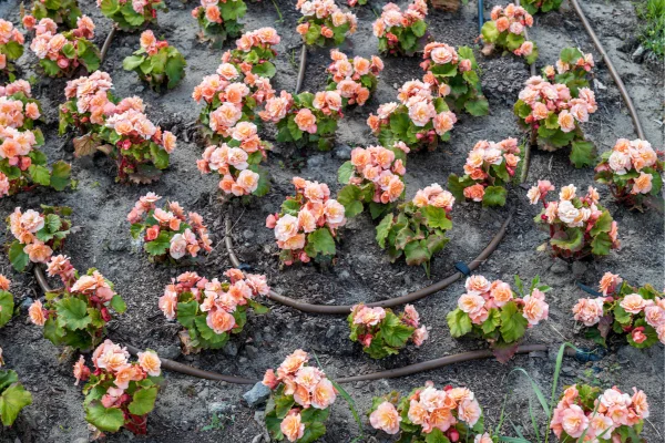 Descubra as Plantas Ideais para Ambientes de Montanha