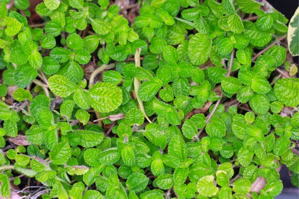 Plantas Noturnas para uma Experiência Botânica Única durante a Noite