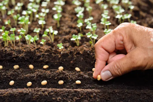 Plantando Semente: Um Cultivo Bem-Sucedido