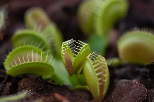 Como Cuidar das Plantas Carnívoras e Desvendar Seus Segredos