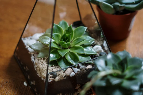 Mini Jardins: 7 Tipos de Plantas que Podem Compor o Estilo do Seu Jardim