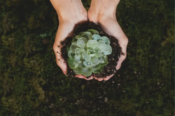 Terrários de Cactos: Um Oásis Desértico em Sua Casa