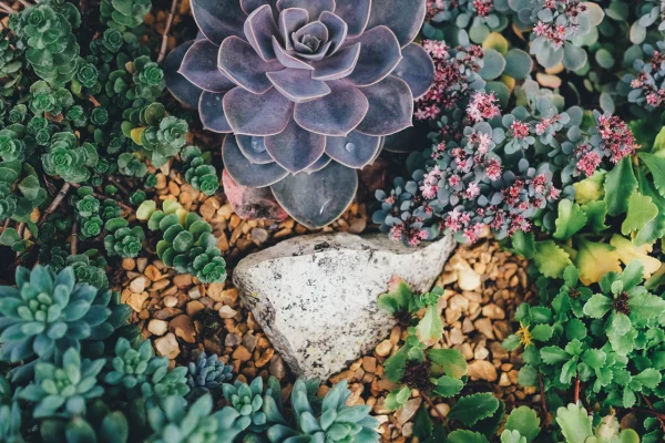 A Escolha das Possíveis Melhores Plantas para seu Terrário