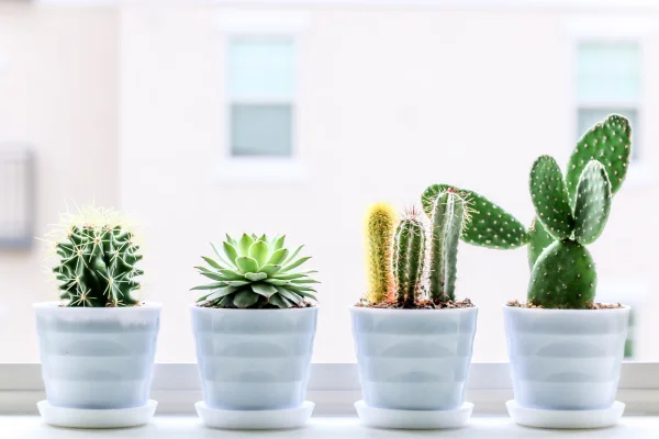 Plantas Carnívoras: Um Ecossistema Fascinante em Casa