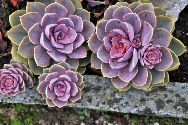 Alguns Tipos de Temática de Floresta