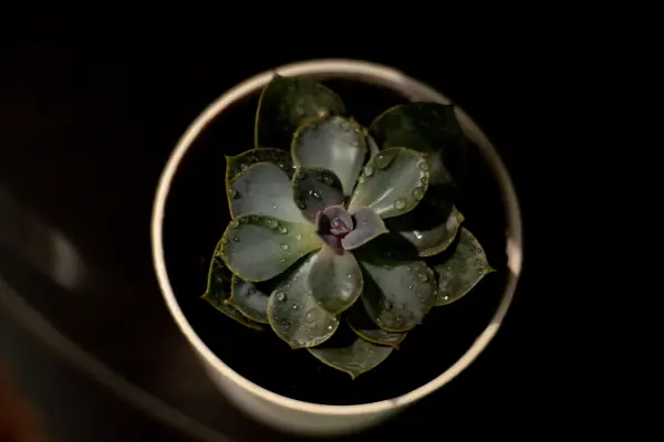 Iluminação: Como Possivelmente Ajudar suas Plantas