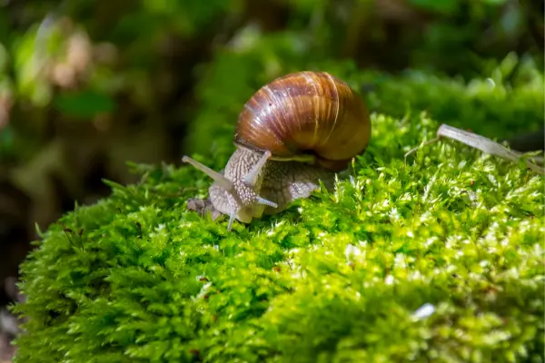 Um Ecossistema de Plantas de Climas Áridos