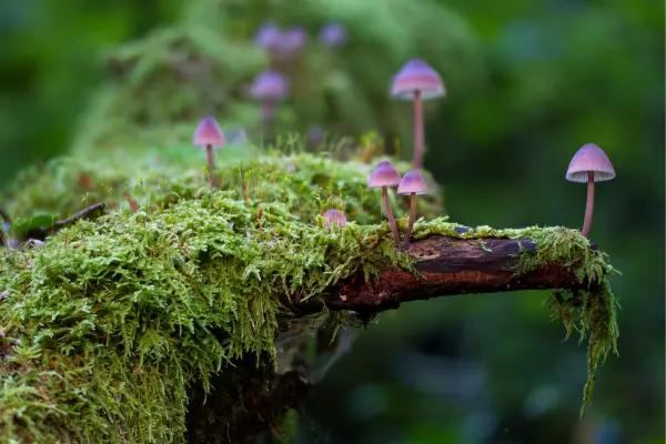 Mini Jardins: Um Ecossistema Equilibrado