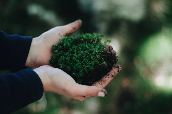 Aéreas: A Beleza das Tillandsias