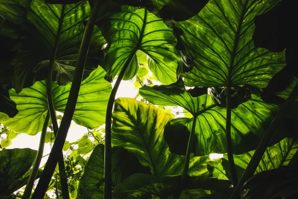 Minimalismo Verde: Um Toque Moderno e Natural em Sua Decoração