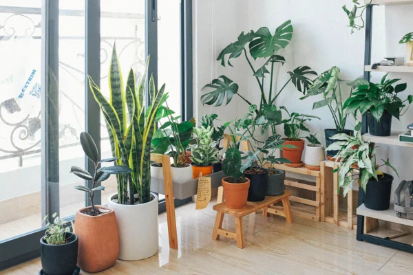 Plantas Tropicais em Ambientes Sucintos