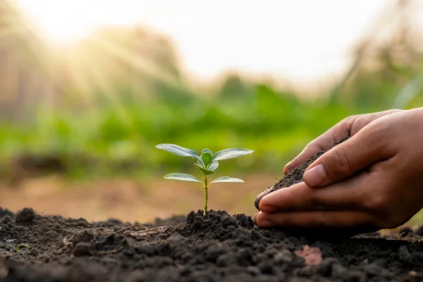 Estratégias prováveis para Criadores de Terrários