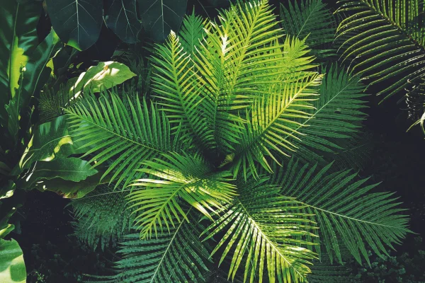 Verde no Deserto: Cactos e Suculentas